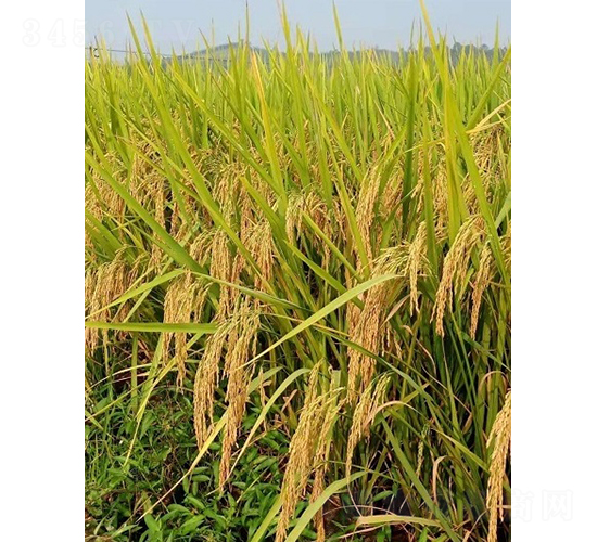 �d�Ƀ�(y��u)3089-ˮ���N��-���N�I(y��)