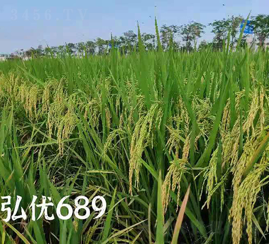 �냞(y��u)689-ˮ���N��-���N�I(y��)