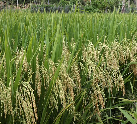 ׿?j��)?y��u)492-ˮ���N��-���N�I(y��)