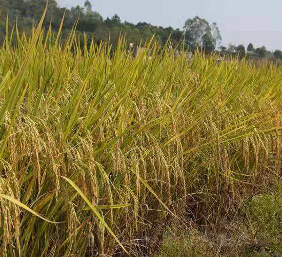 �d�Ƀ�(y��u)278-ˮ���N��-���N�I(y��)