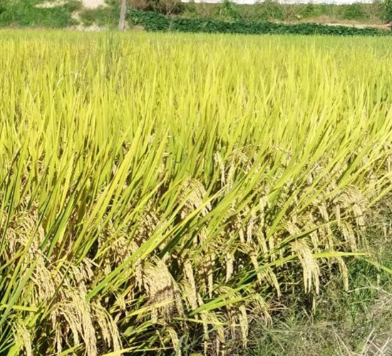 ��냞(y��u)���r(n��ng)ռ-ˮ���N��-���N�I(y��)