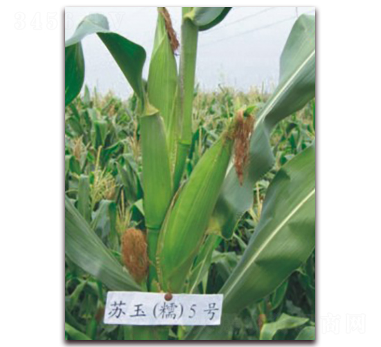 �K��Ŵ5̖(h��o)-Ŵ���׷N��-�к̷N�I(y��)