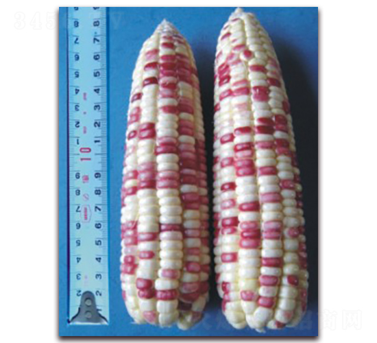 �K��Ŵ11̖(h��o)-Ŵ���׷N��-�к̷N�I(y��)