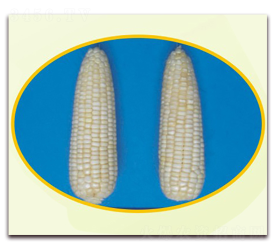 �K��Ŵ13̖-Ŵ���׷N��-�к̷N�I(y��)