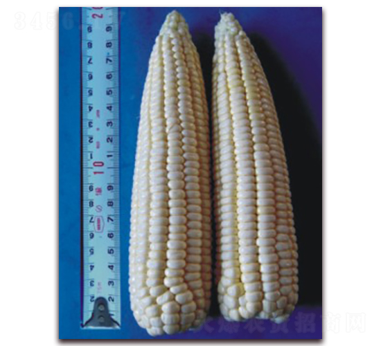 �K��Ŵ14̖-Ŵ���׷N��-�к̷N�I(y��)