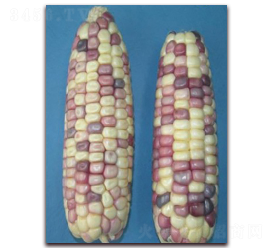 �K��Ŵ18̖-Ŵ���׷N��-�к̷N�I(y��)