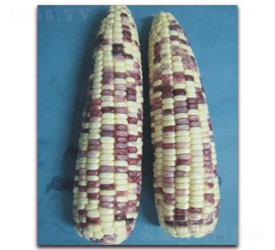 �K��Ŵ901̖-Ŵ���׷N��-�к̷N�I(y��)