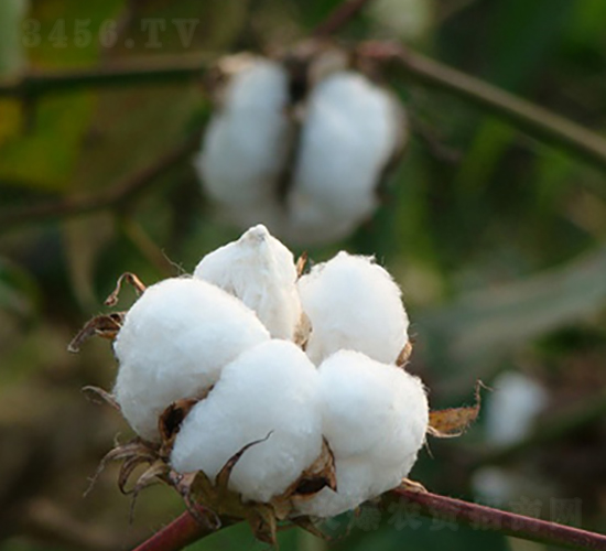 ���s��15̖-�޻��N��-�к̷N�I(y��)