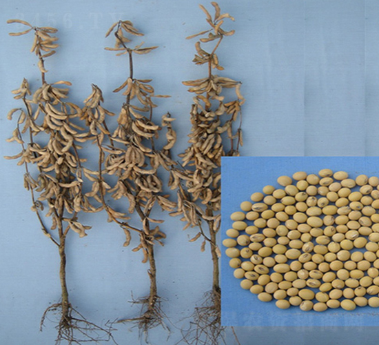 �춹20-�S���N��-�к̷N�I(y��)