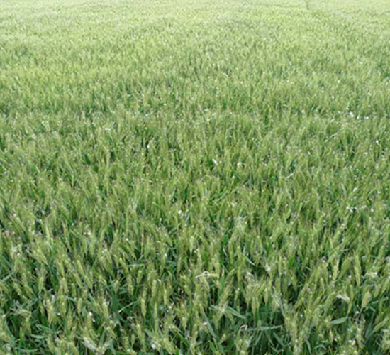 �P��20-С���N��-�к̷N�I(y��)