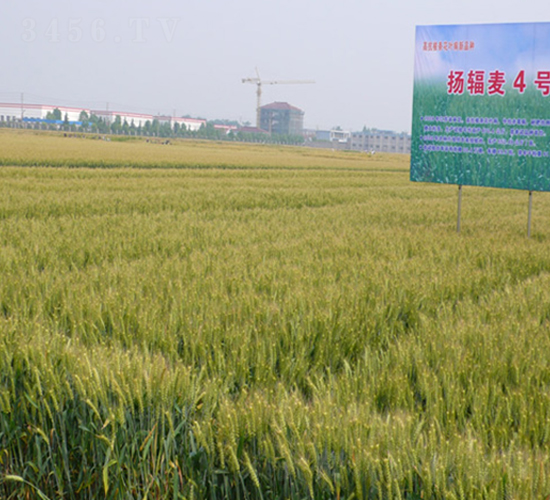 �Pݗ��4̖-С���N��-�к̷N�I(y��)