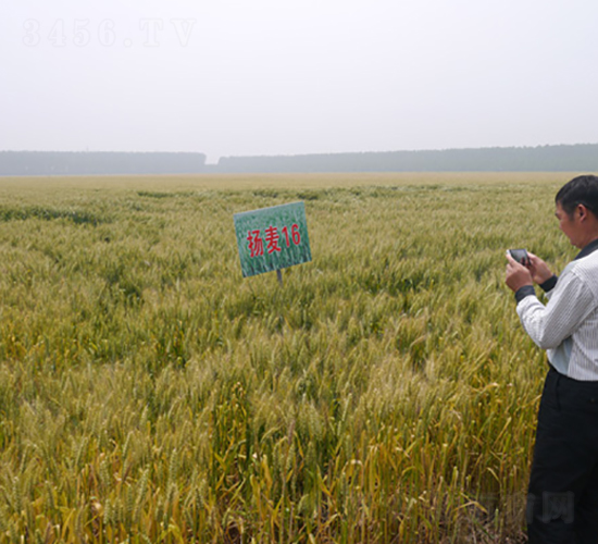 �P��16̖-С���N��-�к̷N�I(y��)