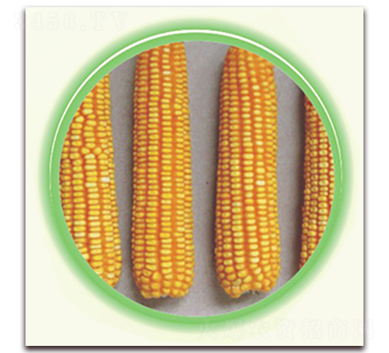 �K��10̖(h��o)-���׷N��-�к̷N�I(y��)