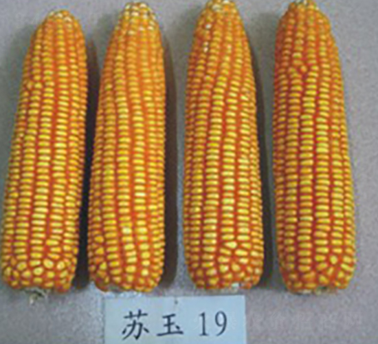 �K��19̖-���׷N��-�к̷N�I(y��)