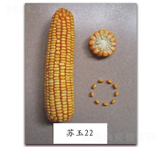 �K��22̖(h��o)-���׷N��-�к̷N�I(y��)