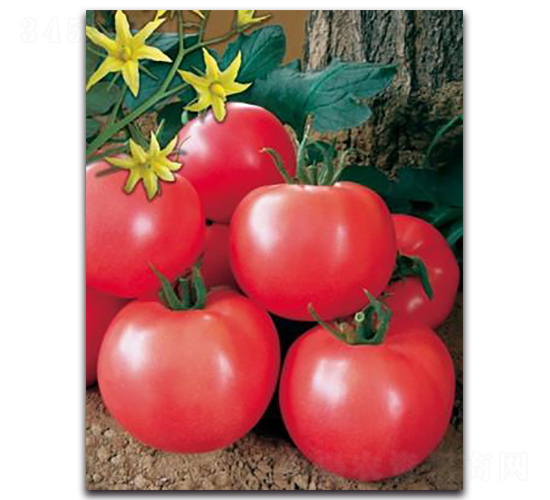 �����_(d��)-���ѷN��-����