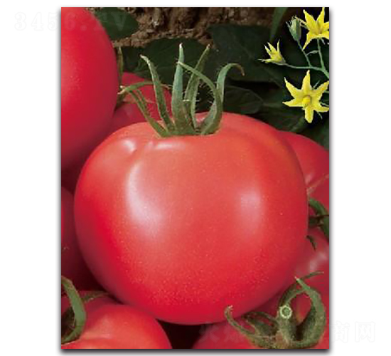 �ۼ�21-���ѷN��-����