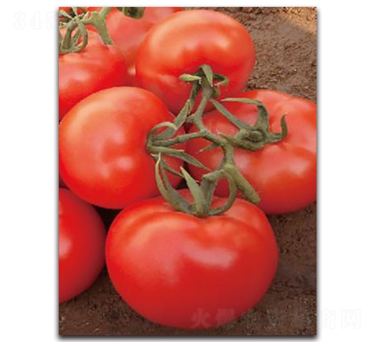 �t̫��-���ѷN��-����