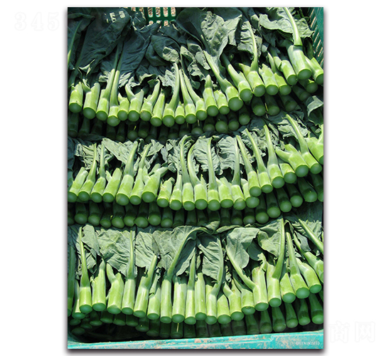 ����-���{�N��-����