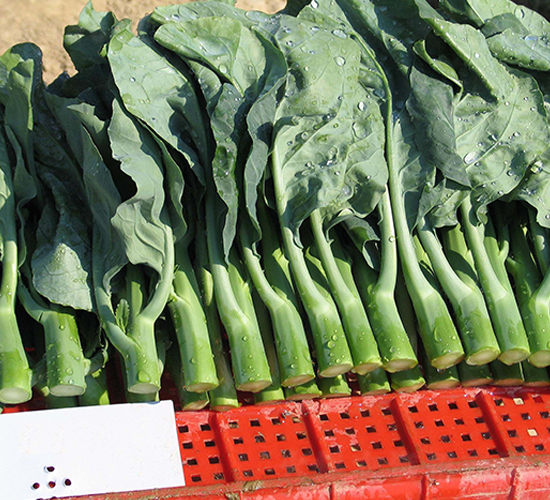 ǧ��-���{�N��-����