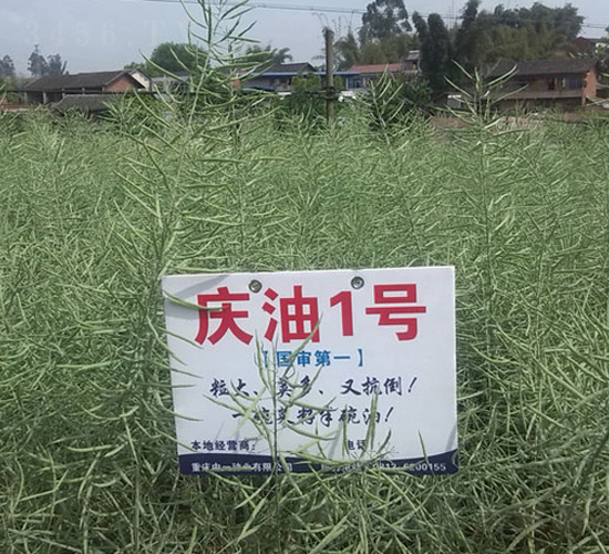 �c��1̖(h��o)-�Ͳ˷N��-��һ�N�I(y��)