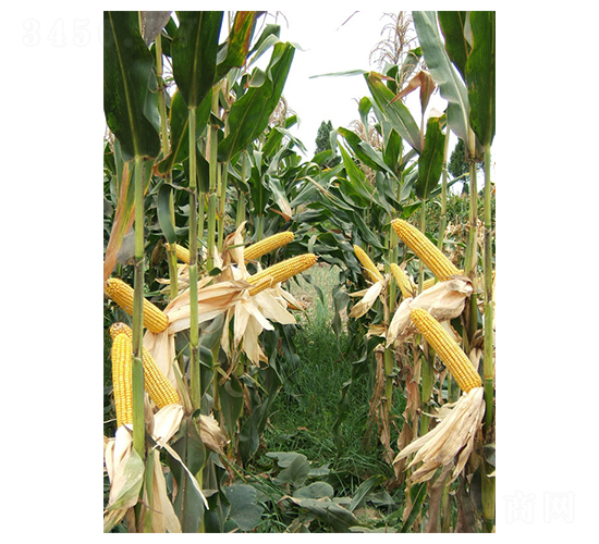 ��ǧһ̖(h��o)-���׷N��-��һ�N�I(y��)