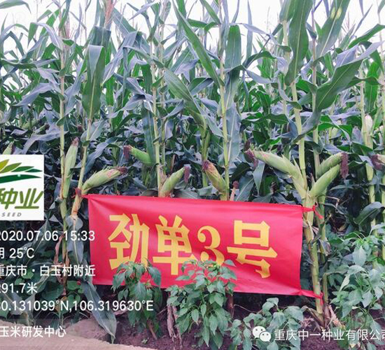 �ņ�3̖-���׷N��-��һ�N�I(y��)