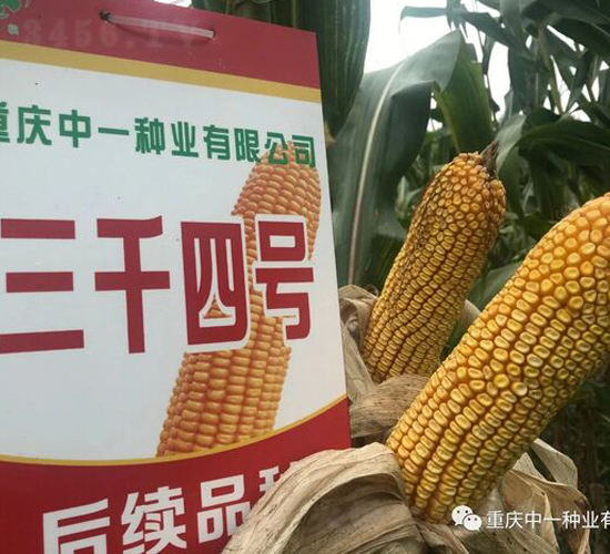 ��ǧ4̖(h��o)-���׷N��-��һ�N�I(y��)