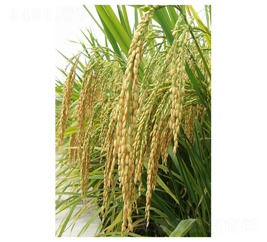 Q��(y��u)108-ˮ���N��-��һ�N�I(y��)