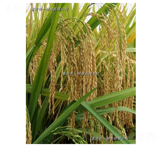 Q��(y��u)6̖(h��o)-ˮ���N��-��һ�N�I(y��)