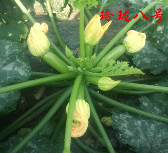 �ᭇ��̖-�����J�N��-�r(n��ng)���r(n��ng)�I(y��)