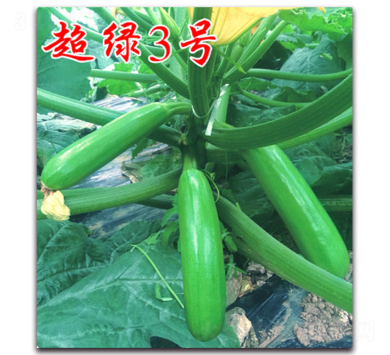 ���G3̖(h��o)-�����J�N��-�r(n��ng)���r(n��ng)�I(y��)