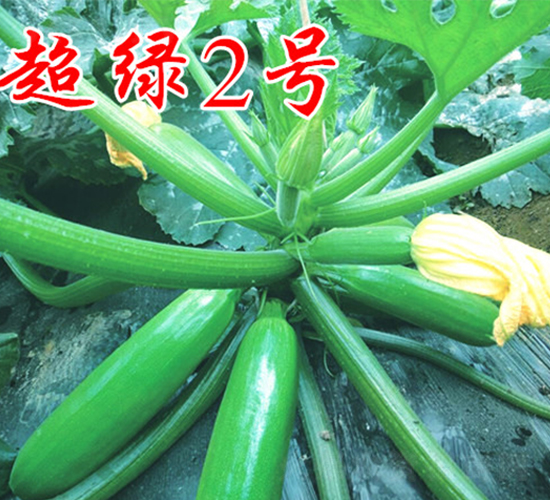 ���G2̖-�����J�N��-�r(n��ng)���r(n��ng)�I(y��)