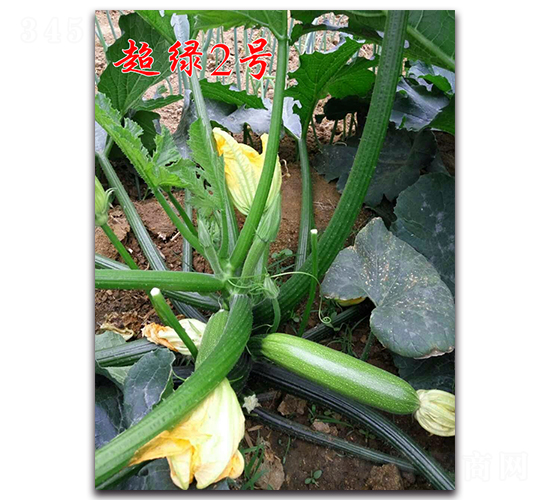 ���G2̖-�͟������J�N��-�r���r�I(y��)