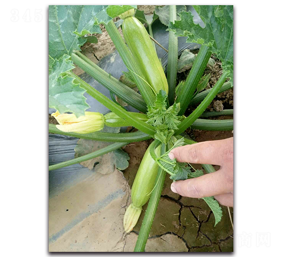 ���G2̖-�����������J�N��-�r(n��ng)���r(n��ng)�I(y��)