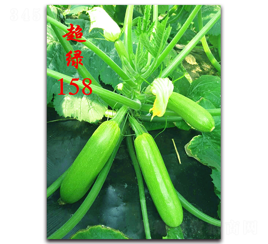 ���G158-�����������J�N��-�r���r�I(y��)