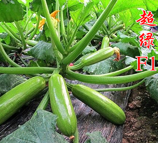 ���GF1-�����J�N��-�r(n��ng)���r(n��ng)�I(y��)