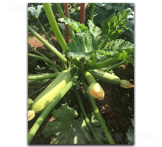 ���G3̖(h��o)-�͟��ͺ����������J�N��-�r(n��ng)���r(n��ng)�I(y��)