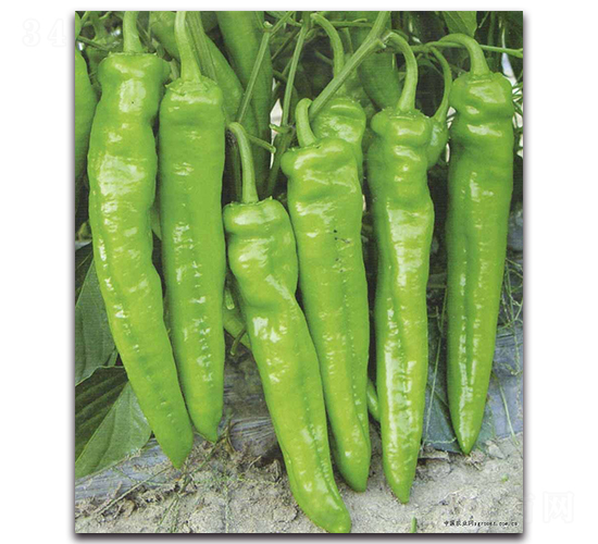 ����1̖(h��o)-�����N��-�r(n��ng)���r(n��ng)�I(y��)