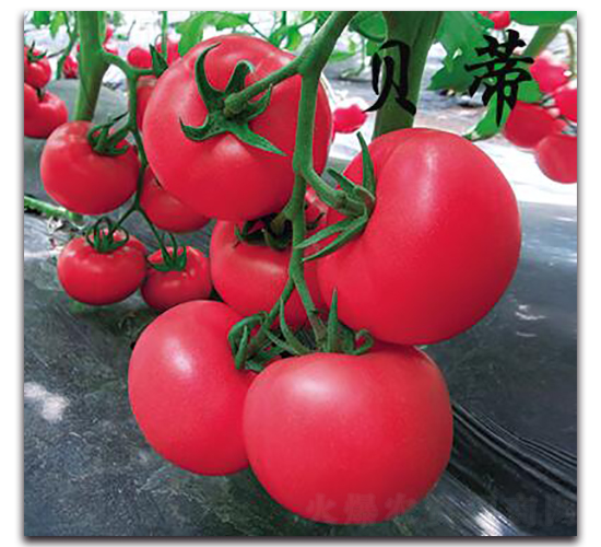 Խ�����ѷN��-�r(n��ng)���r(n��ng)�I(y��)