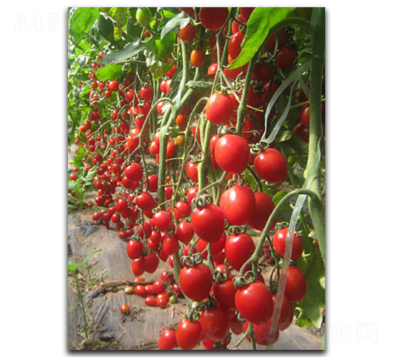 �����F��2̖-���ѷN��-�r���r�I(y��)