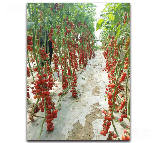 �����F��F1-���ѷN��-�r(n��ng)���r(n��ng)�I(y��)