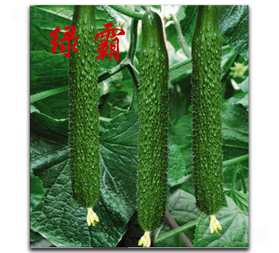 �G��-�S�ϷN��-�r���r�I(y��)