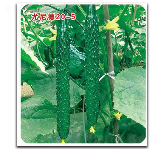 �����20-5-�S�ϷN��-�Є�(chu��ng)���S