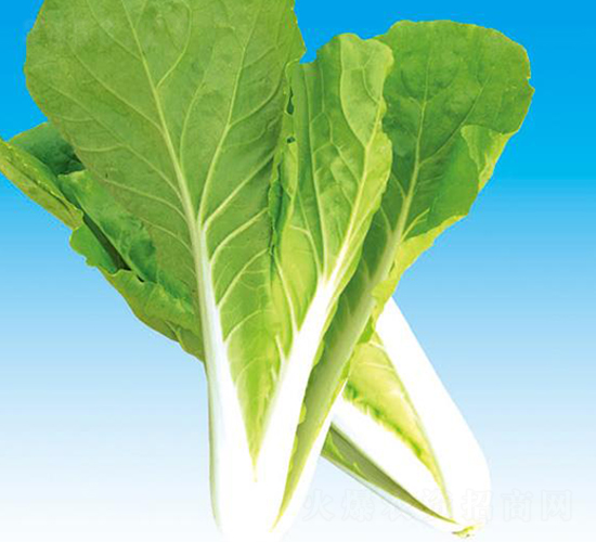 ����263���-�ײ˷N��-�Є�(chu��ng)���S