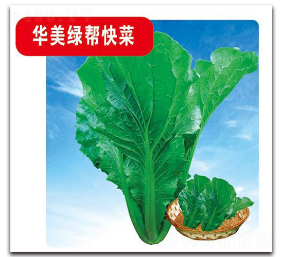 �A���G�Ϳ��-�ײ˷N��-�Є�(chu��ng)���S