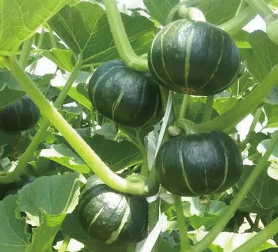 �Gͯؐؐ-�ϹϷN��-�Є�(chu��ng)���S