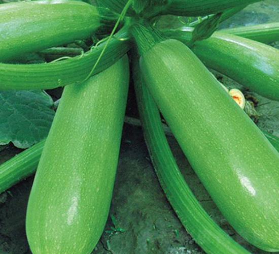 ����8068-�����J�N��-�Є�(chu��ng)���S