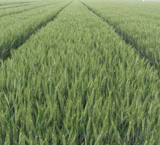 ��ԭ502-С���N��-�����r(n��ng)�I(y��)