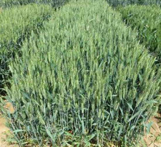 ����229-С���N��-�����r(n��ng)�I(y��)